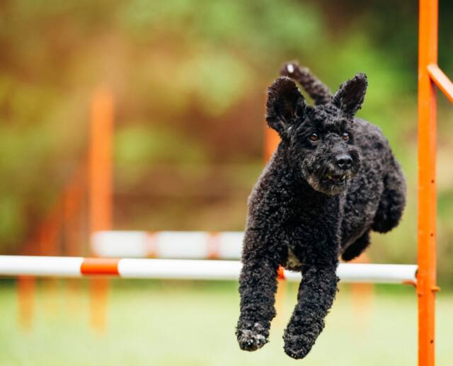 agility deporte canino